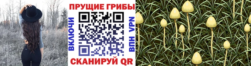 Купить  Томмот  Галлюциногенные грибы MAGIC MUSHROOMS 